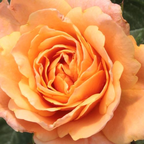Rosa Apricot Clementine® - fără parfum - Trandafir copac cu trunchi înalt - cu flori în buchet - portocaliu - Hans Jürgen Evers - coroană tufiș - ,-